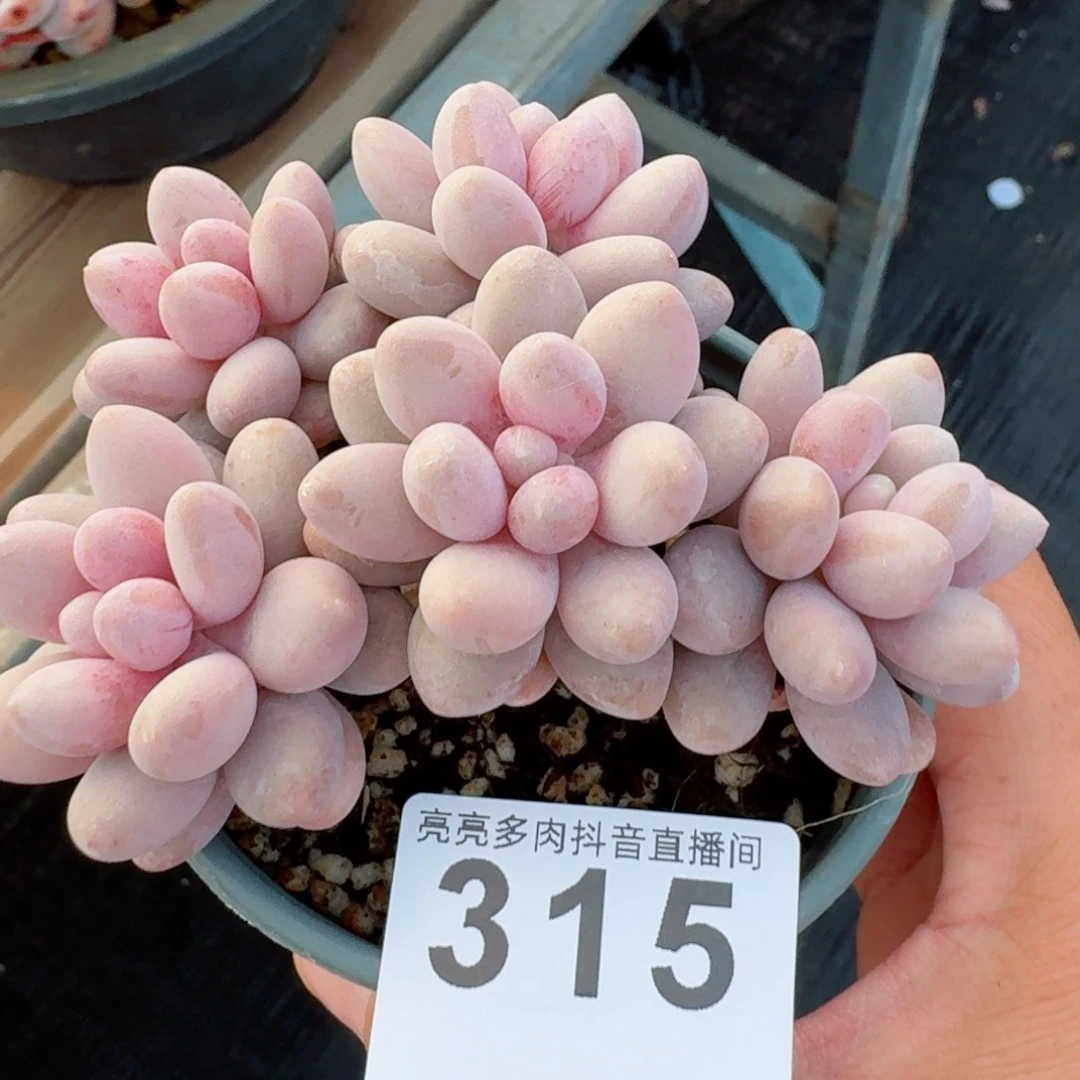 粉色恋人群生         精品多肉