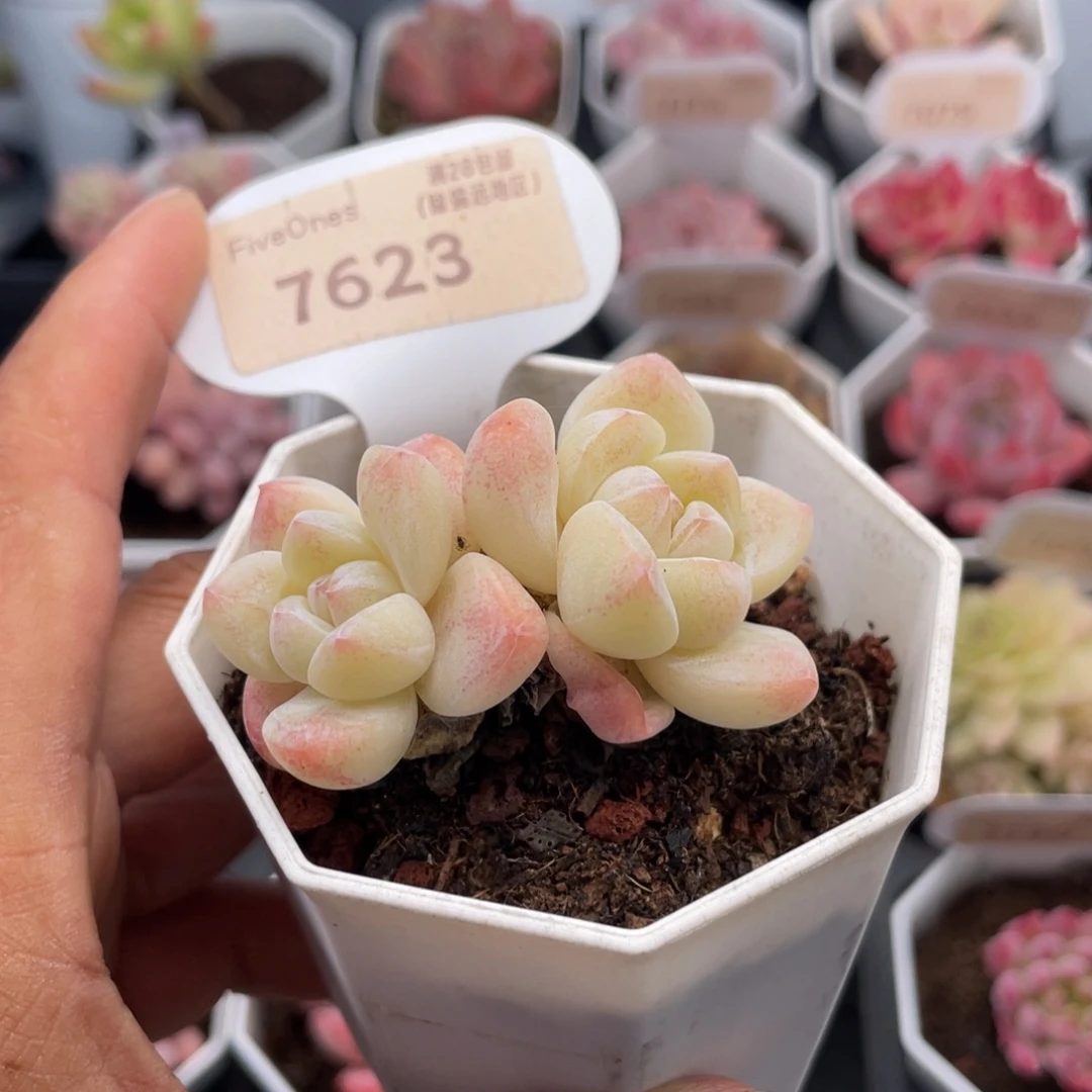 冰玉7623-5.0厘米