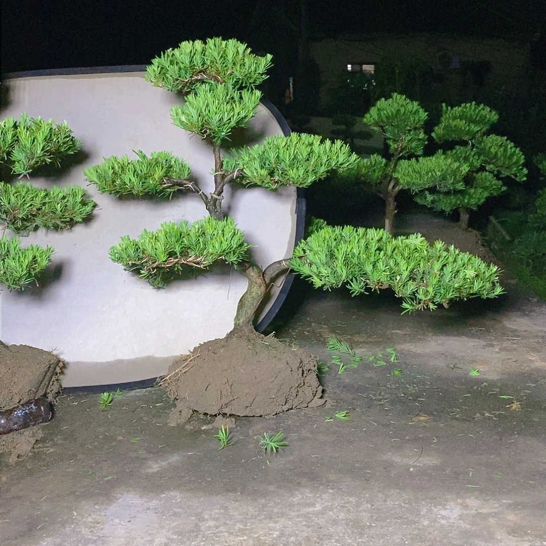 400/1小叶雀舌罗汉松