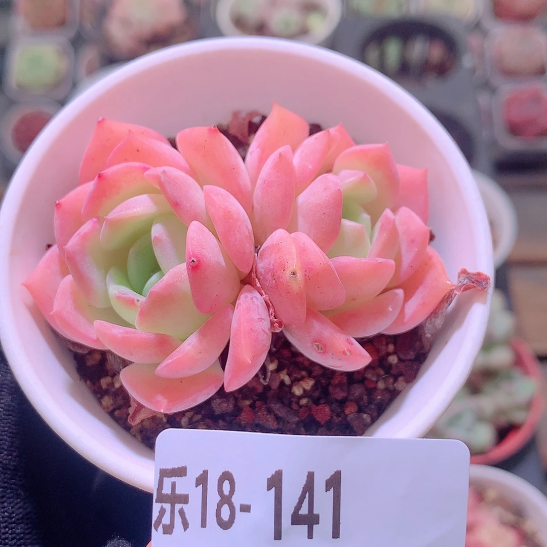 乐然18-141 莎莎女王