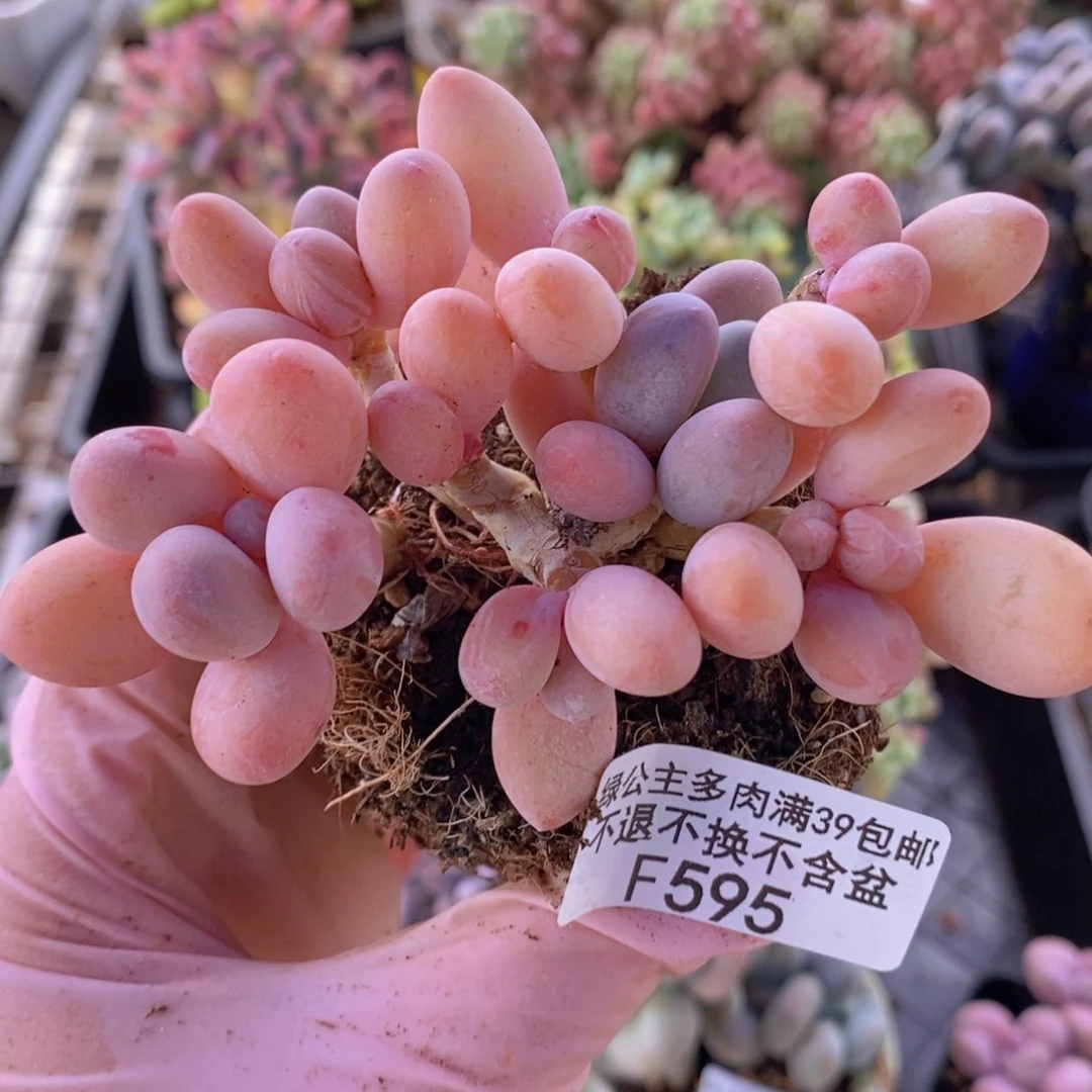 香水手指奶老桩7cm595多肉植物
