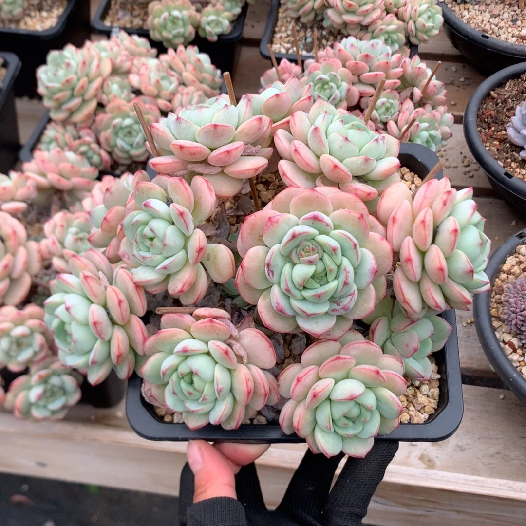 20厘米香草捧花 无砍 53