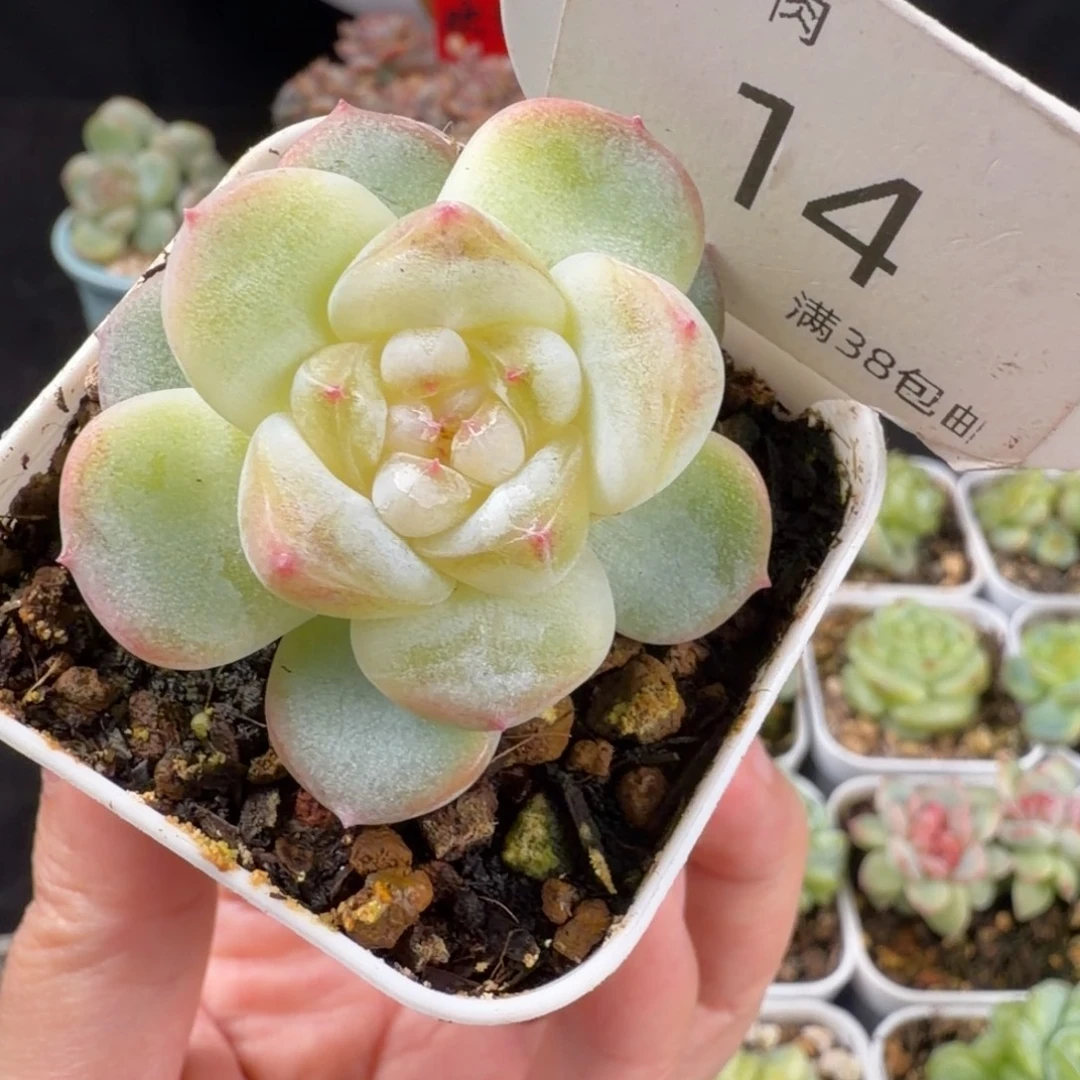 糖心单头福利14号一颗