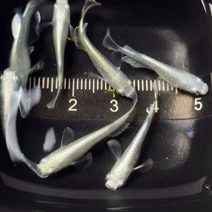 青鳉鱼短天使7条，006号，满15包邮，可叠单