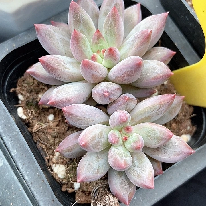 多肉植物虞美人6119多肉