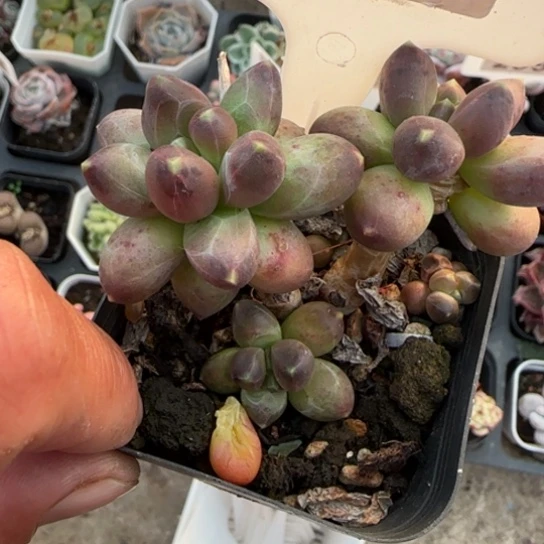 121千代田多肉植物多