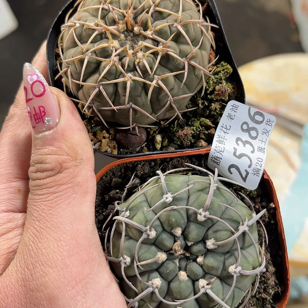 小***画25386一物一拍单头发货