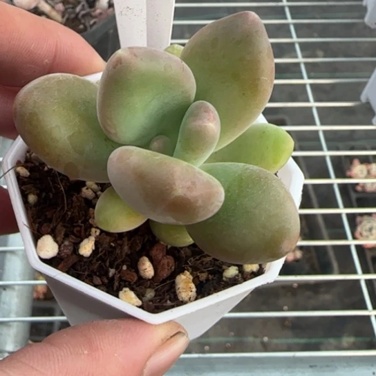 73芒果奶一物一拍多肉