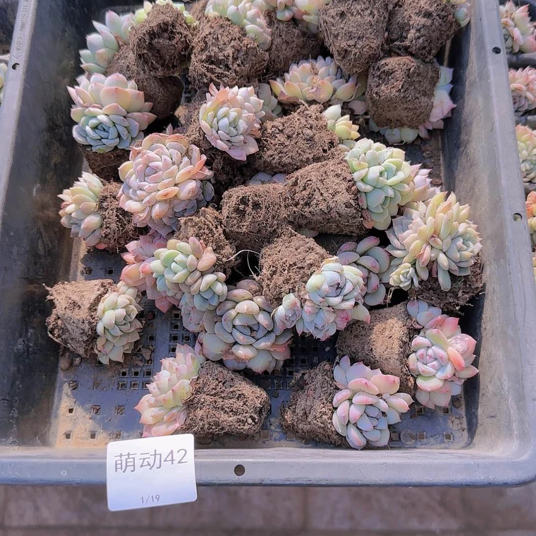 直播一物一拍多肉42