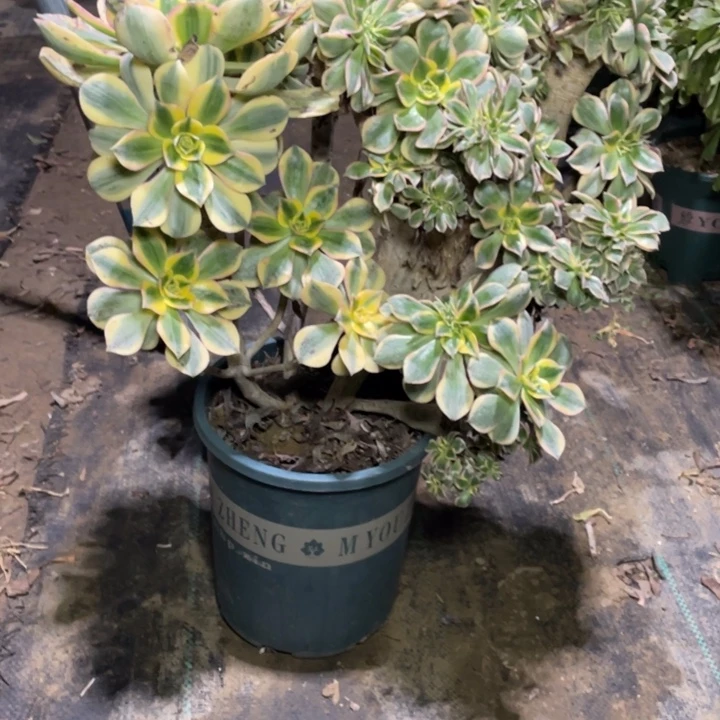 59灿烂缀多肉植物多肉多肉多肉