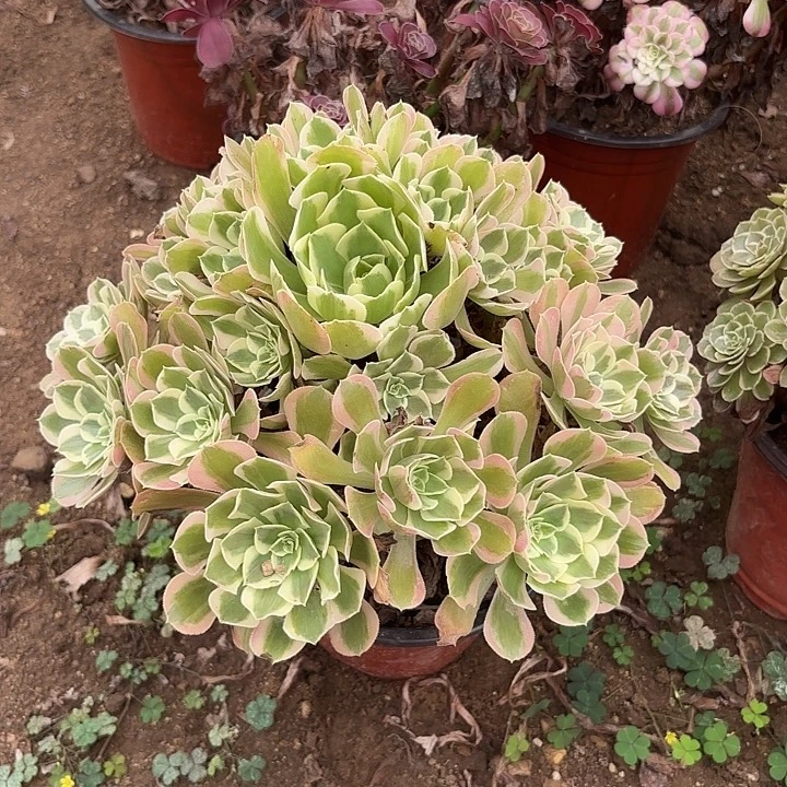 多肉植物粉女郎14