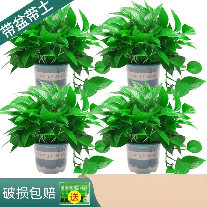 绿萝盆栽室内绿植物长藤品种好养新房办公室吸甲醛土壤大绿箩基地