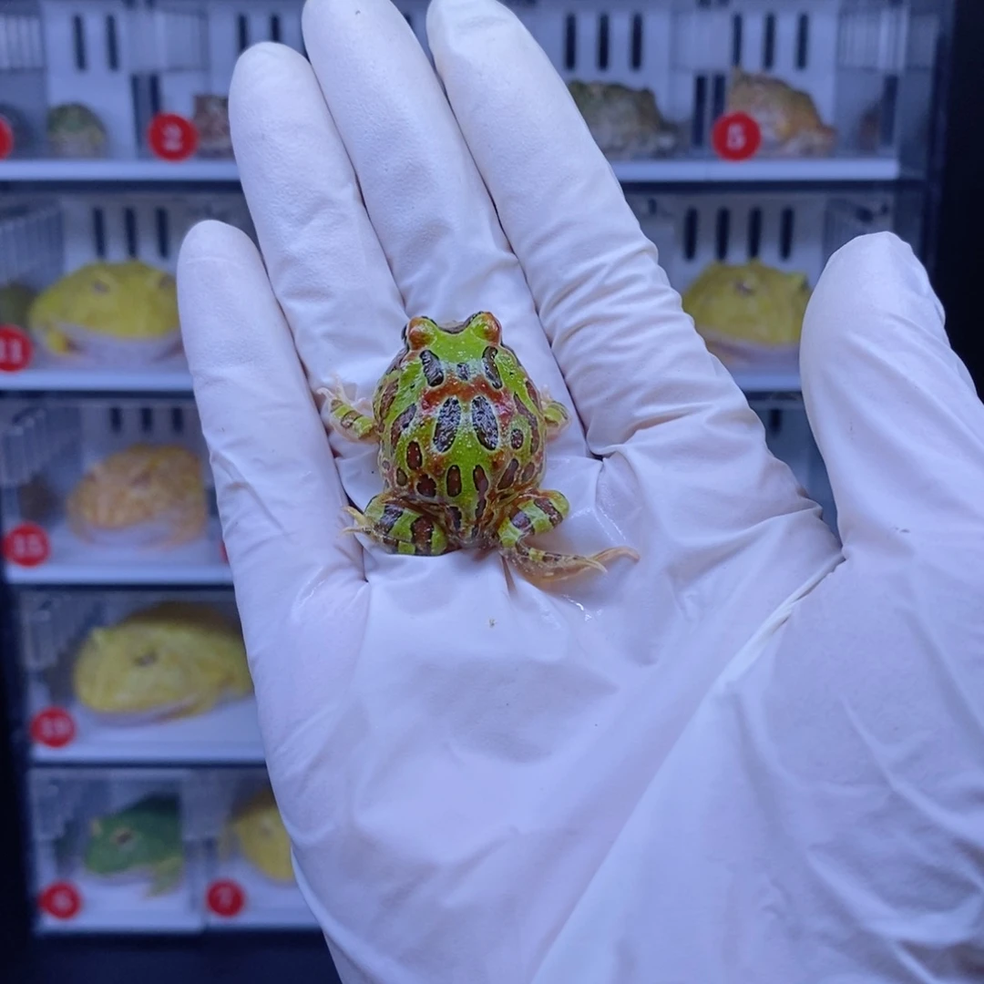 ****饺角蛙角蛙3-10cm闪购专享链接