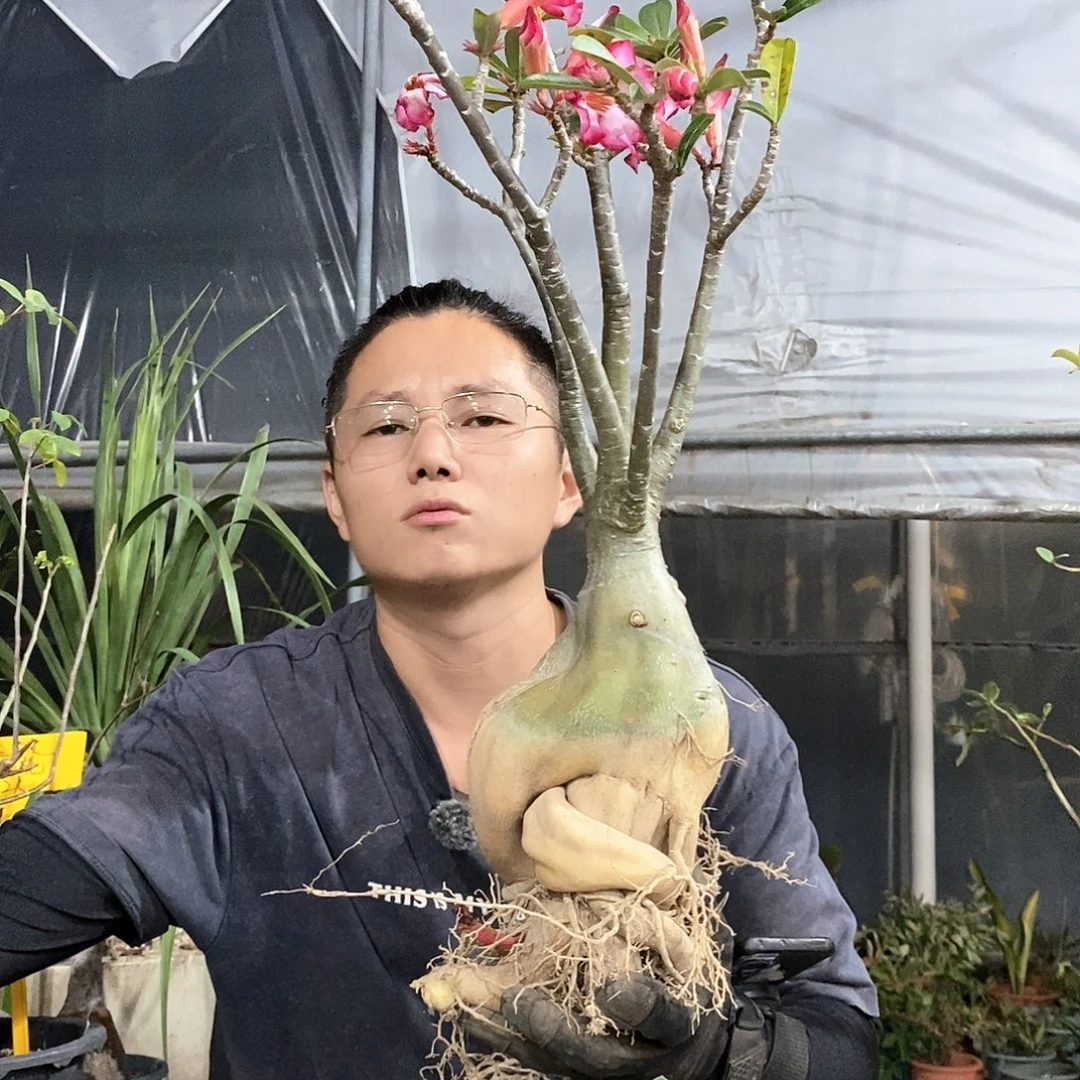 左***边沙漠玫瑰三号。