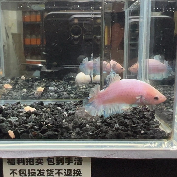 斗鱼竞拍跑单拉黑18日84