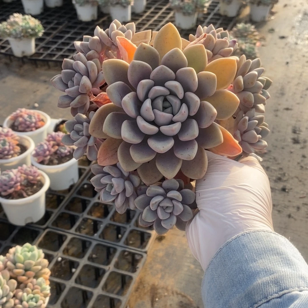 487花斑露一物一拍