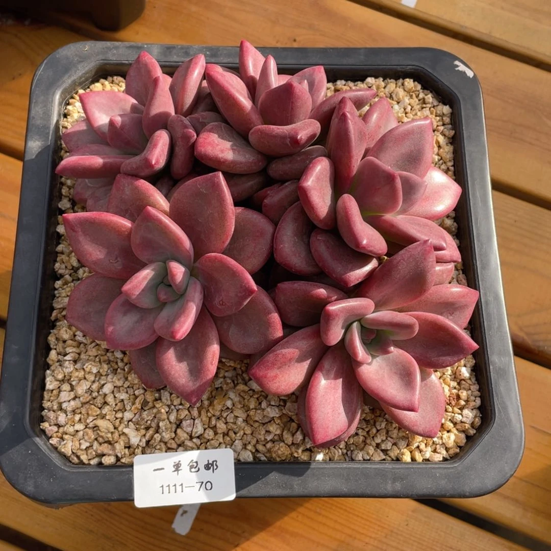 1111-70-赫菲斯托。。。。。。