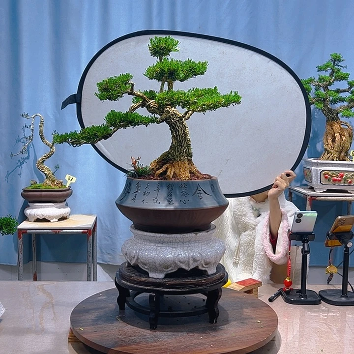 无花朵广东皱皮雀舌黄杨