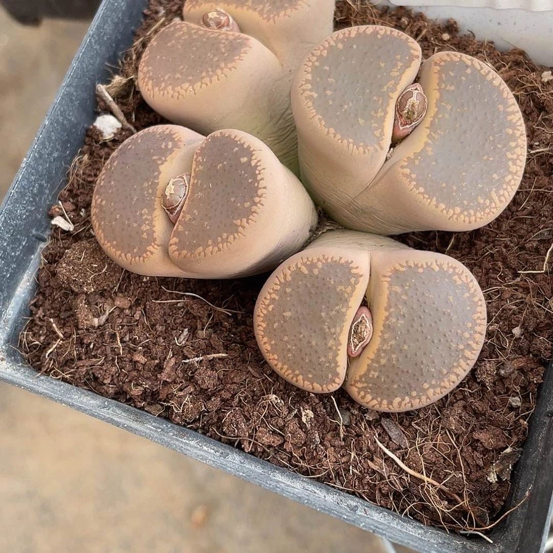 生石花一看19200