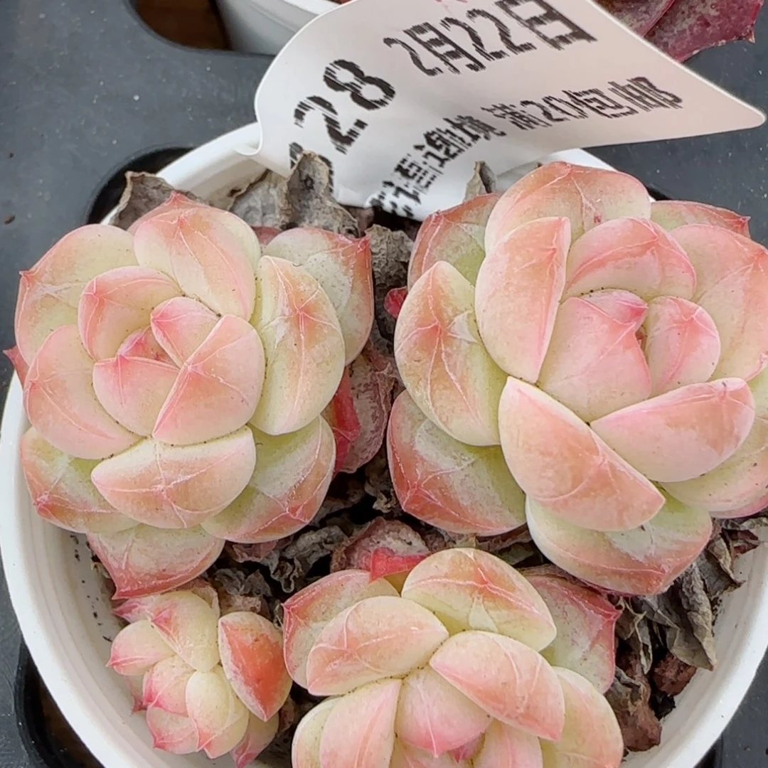 花语逸境0222-328