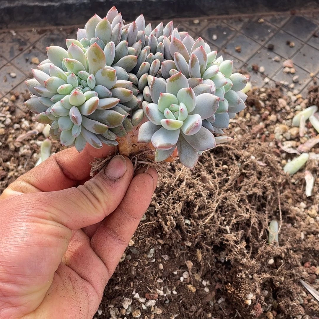 多肉植物多肉植物