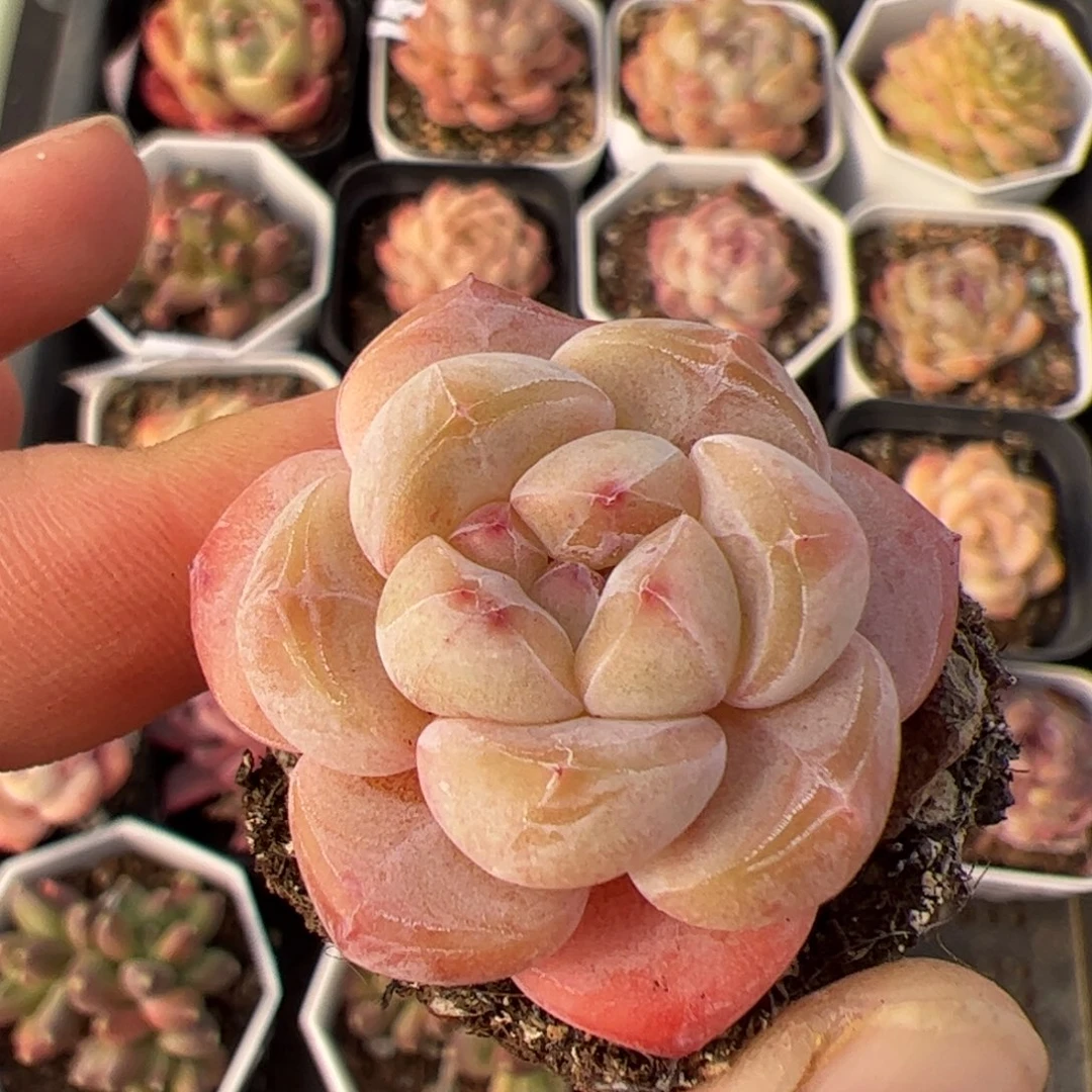 元***饱496 多肉植物组合