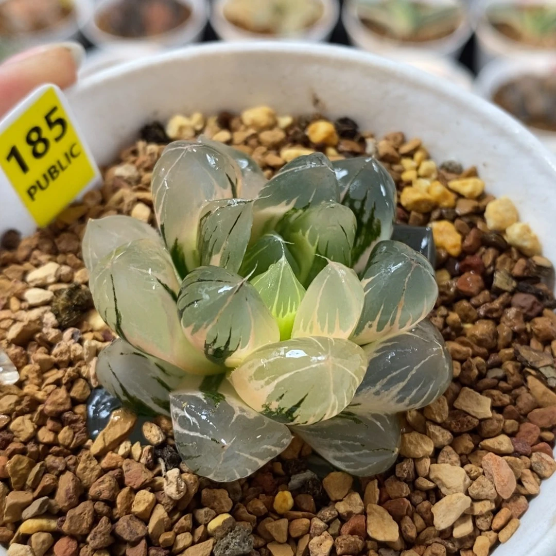 185水晶×冰川玉露锦