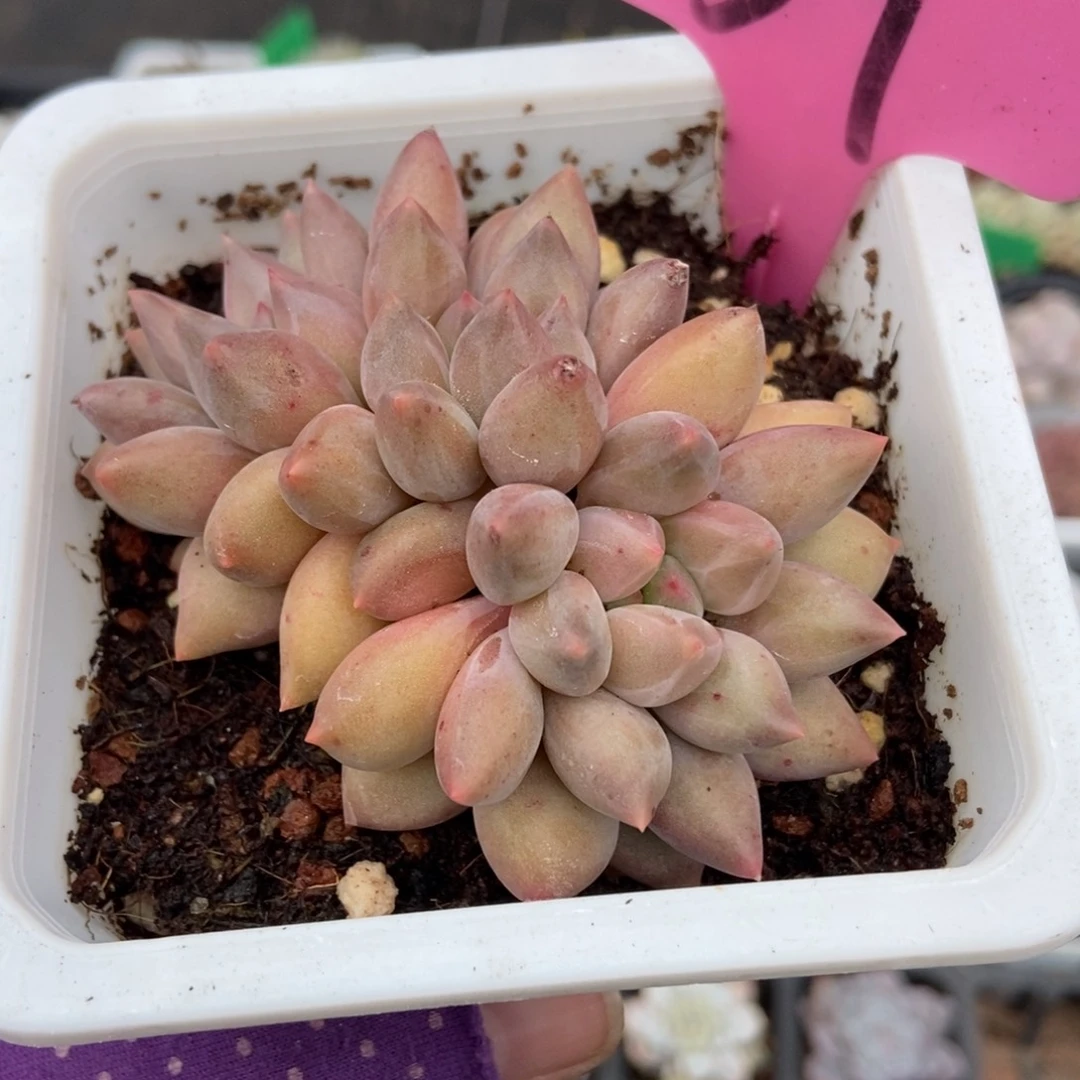 59水晶球多肉植物多肉