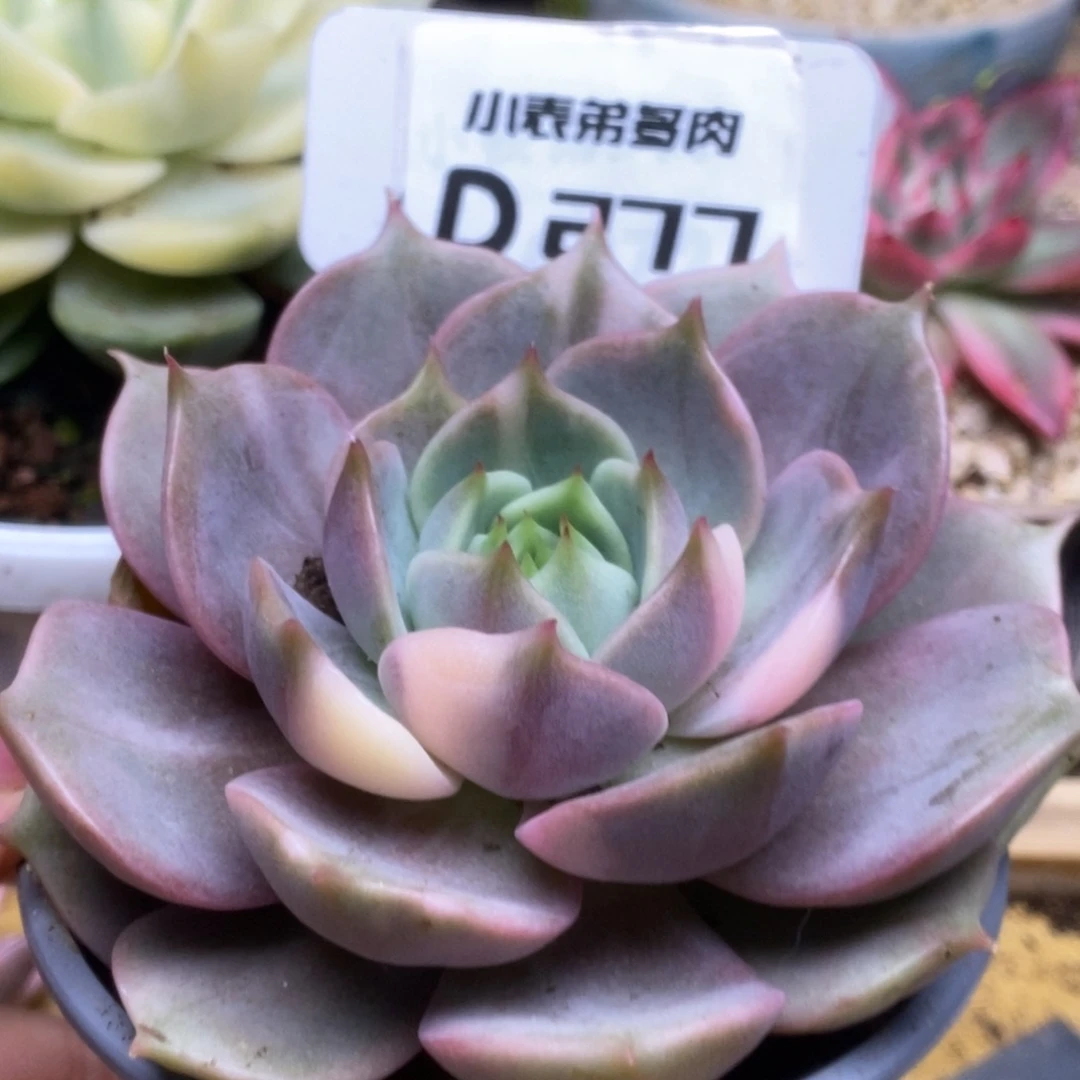 277哈哈哈哈哈说