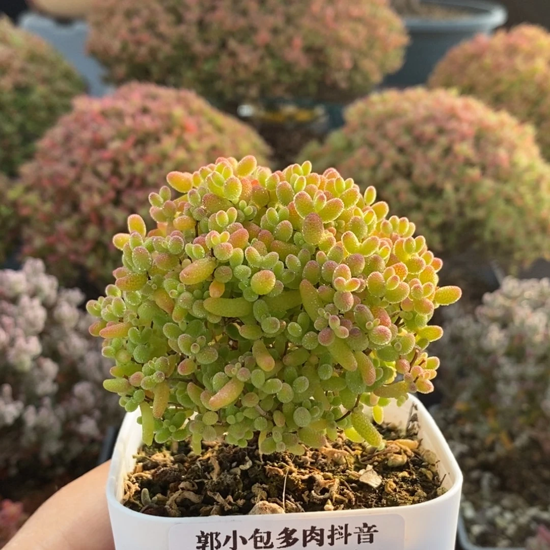 蜜橘糖球3811枝干番杏