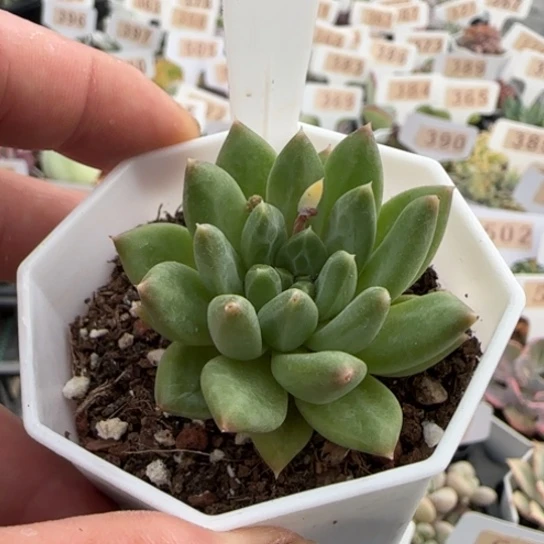 687甲骨文一物一拍多肉