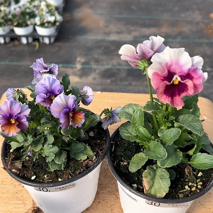 水晶抖音直播闪拍30