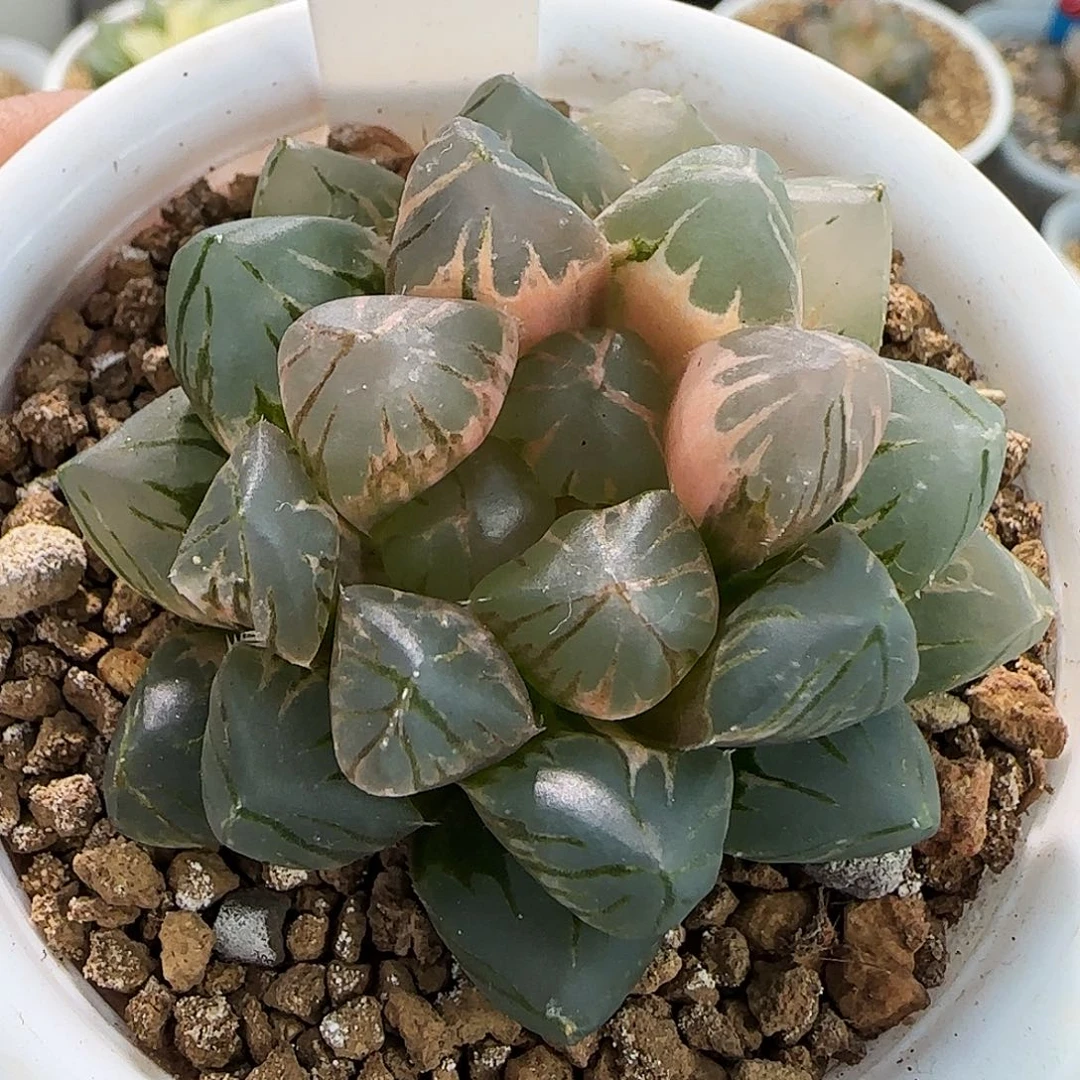 503号OM玉露锦4.9左右一物一拍带盆土