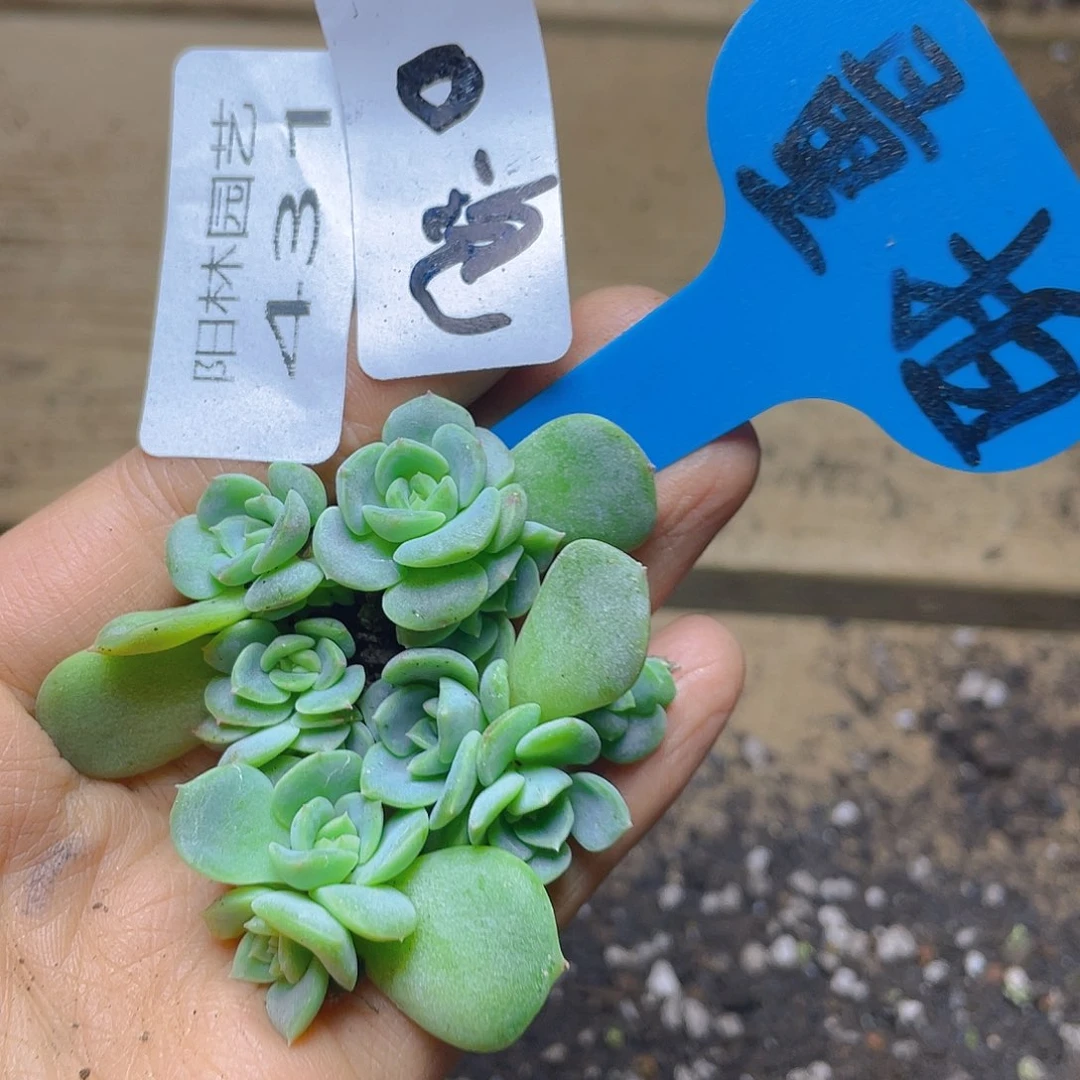 量拍多肉植物多肉植物431