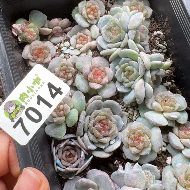 嘉***多肉植物多肉植物