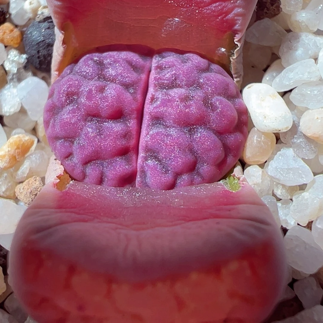 1231-637多肉多肉阿克玫瑰