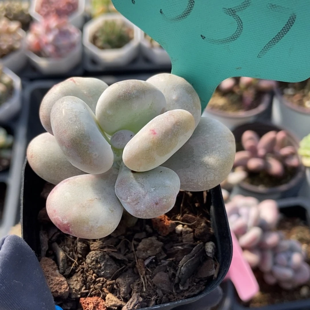 1537奶酪石化多肉植物