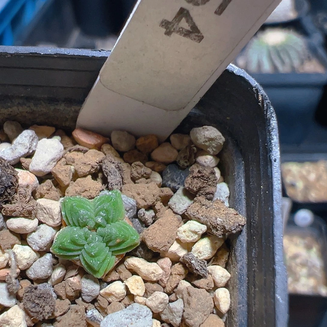 2154五星花笼实生裸根发货