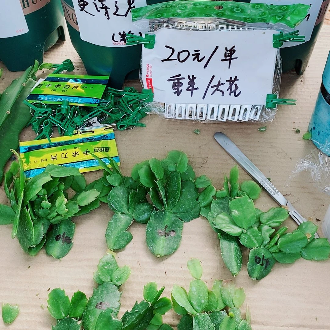 无花朵叶片福利一物一拍