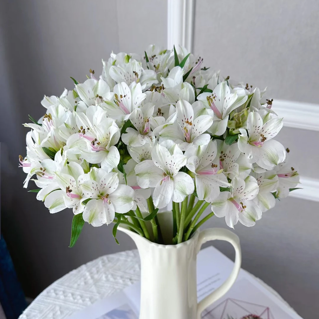 【花之物语】六初花白色 包邮