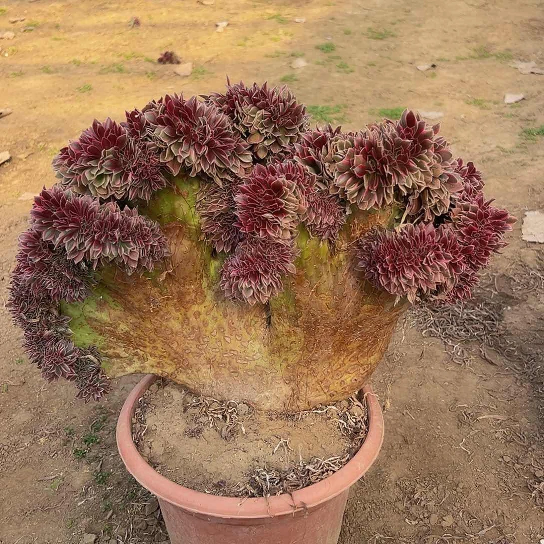 ?****货女神缀化脱土发货