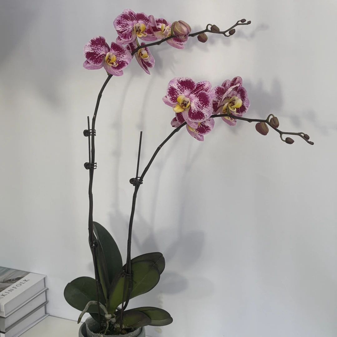 精品大花【西雅图】蝴蝶兰室内盆栽带花带花苞发货