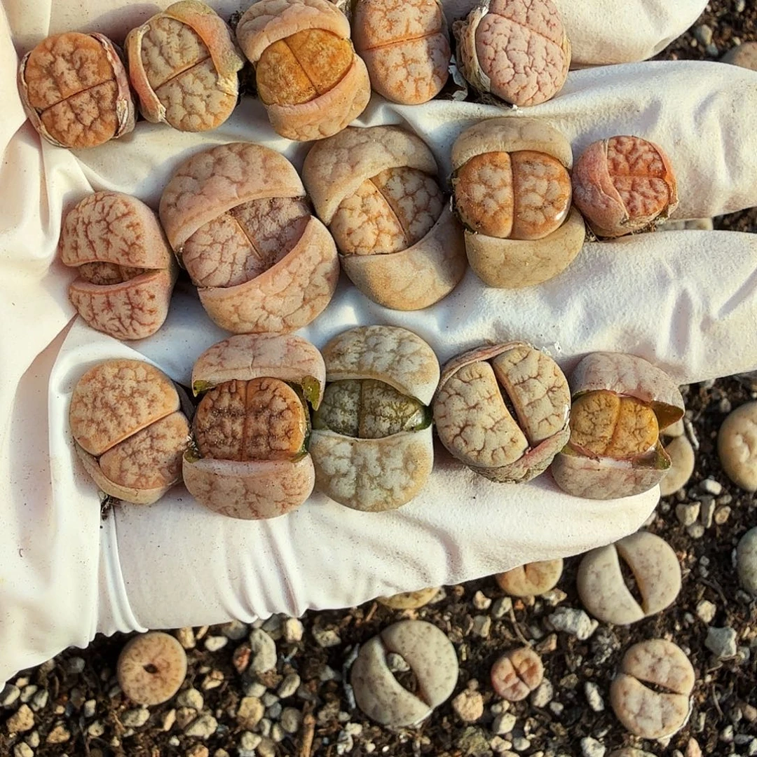 哈哈笑了啊你真的有005哈哈