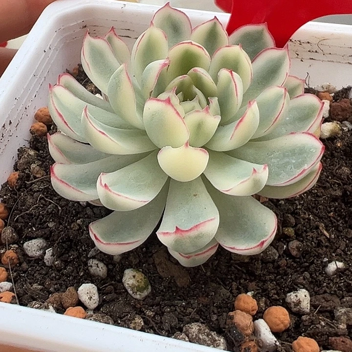 827梦幻玫瑰白锦多肉植物