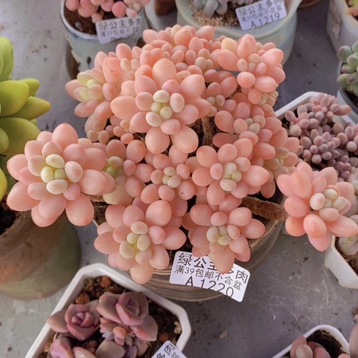 鱼子酱老桩13cm1220多肉植物