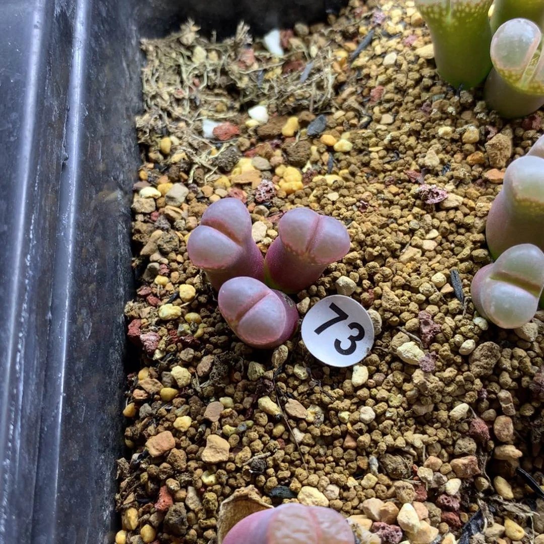 73号风铃母本一颗