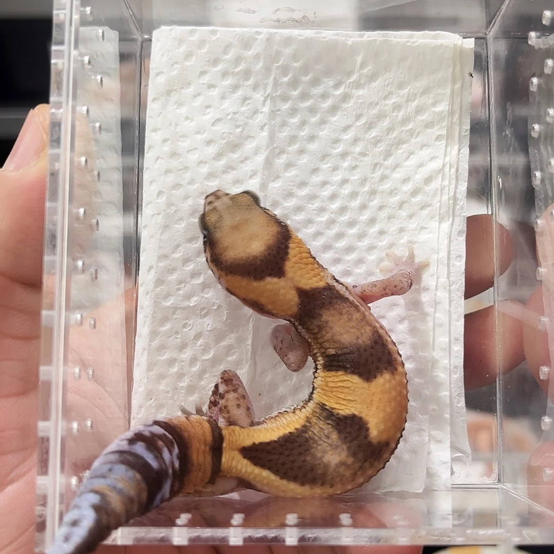 肥尾守宫原色隐奥利奥无纹