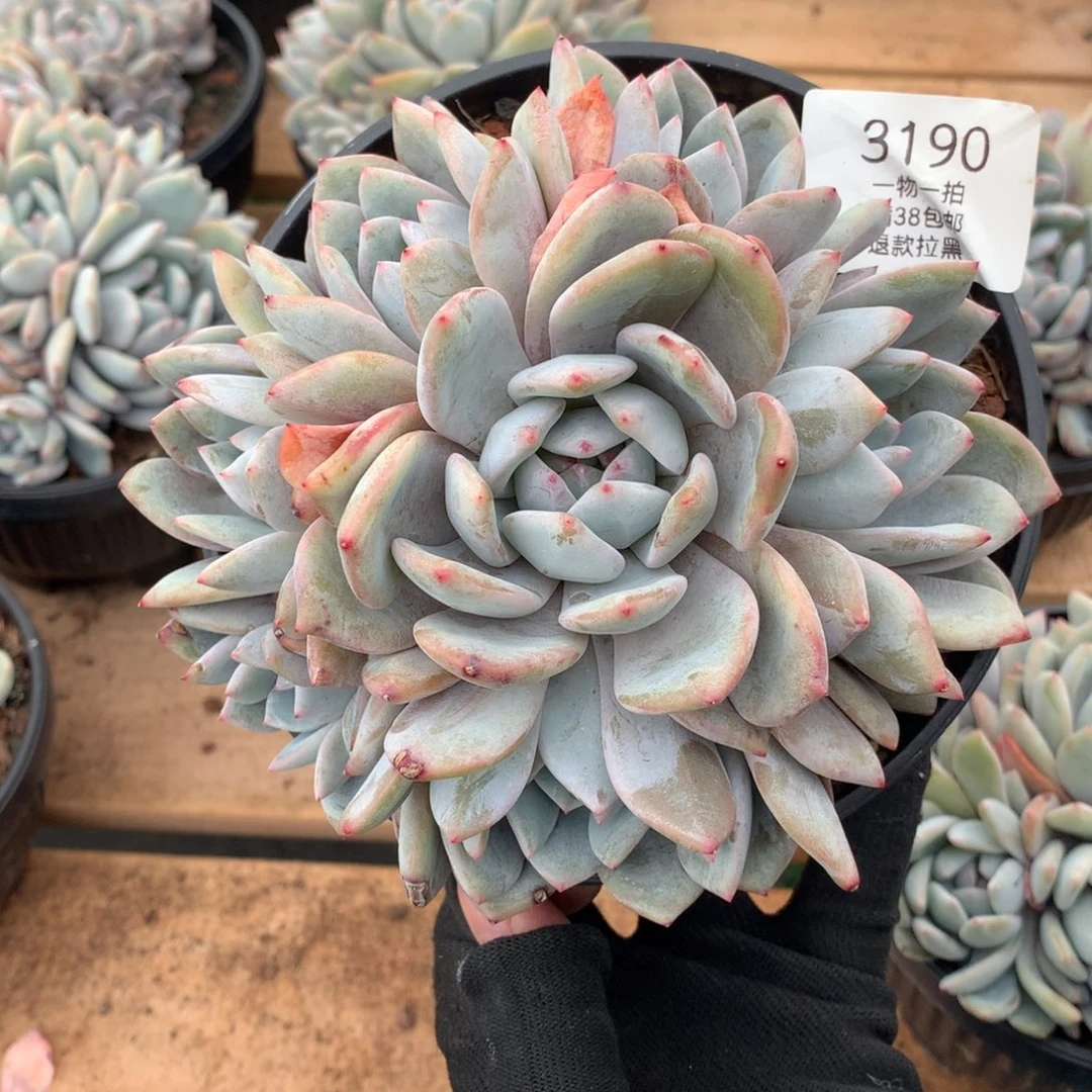 14厘米七头手捧石榴籽3190