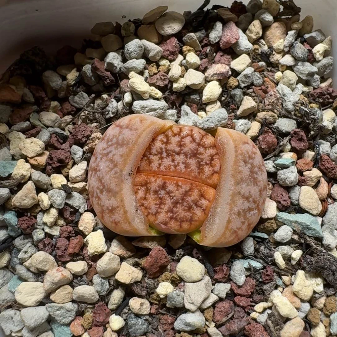 煮**茶0218-08生石花花花