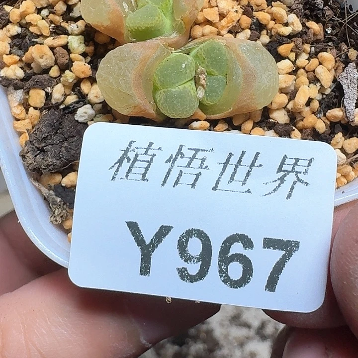 967盒多肉植物哇f c